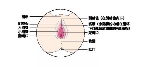 阴道前膜